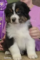 Sidney, a male Australian Shepherd for sale in Divide, CO – 2 of 2