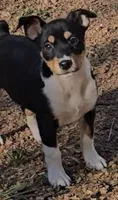 Male 3, a male Rat Terrier for sale in Divide, CO – 10 of 10