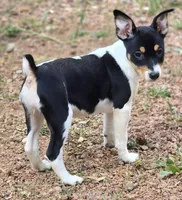 Male 4, a male Rat Terrier for sale in Divide, CO – 7 of 10