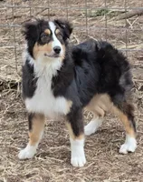 Breelan, a female Australian Shepherd for sale in Divide, CO – 3 of 5