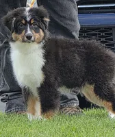 Charlotte, a female Australian Shepherd for sale in Divide, CO – 2 of 2