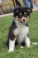 Menta, a female Australian Shepherd for sale in Divide, CO – 4 of 8