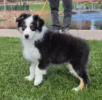 Mollie, a female Australian Shepherd for sale in Divide, CO – 3 of 5