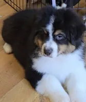 Sidney, a male Australian Shepherd for sale in Divide, CO – 4 of 5