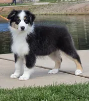 Mollie, a female Australian Shepherd for sale in Divide, CO – 4 of 5