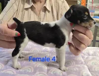Female 4, a female Rat Terrier for sale in Divide, CO – 3 of 3