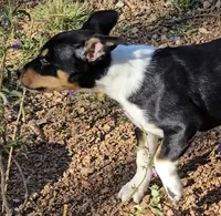 Female 2, a female Rat Terrier for sale in Divide, CO – 8 of 10