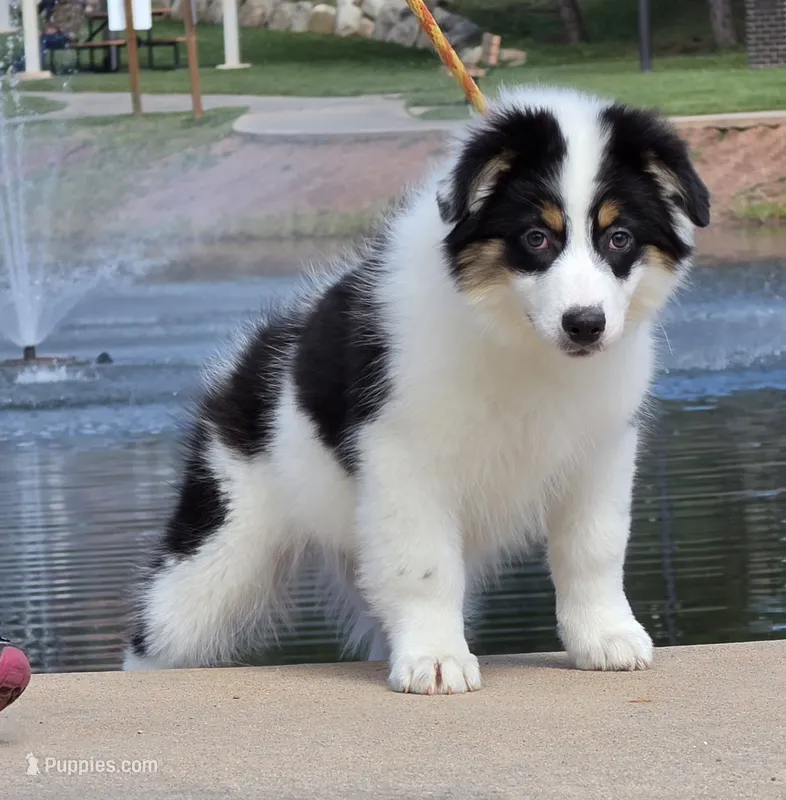 Moxie – Australian Shepherd puppy for sale in Divide, CO