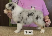 Quinn, a female Australian Shepherd for sale in Divide, CO – 3 of 3