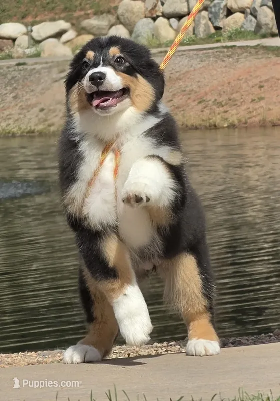 Briar – Australian Shepherd puppy for sale in Divide, CO