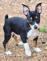 Female 2, a female Rat Terrier for sale in Divide, CO – 5 of 10