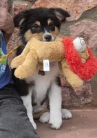 Menta, a female Australian Shepherd for sale in Divide, CO – 8 of 8