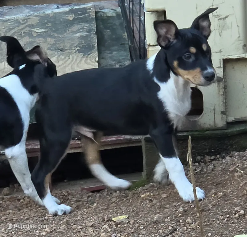Male 3 – Rat Terrier puppy for sale in Divide, CO