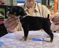Male 3, a male Rat Terrier for sale in Divide, CO – 3 of 3