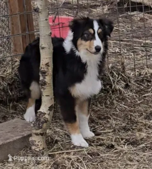 Breelan – Australian Shepherd puppy for sale in Divide, CO
