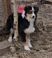 Breelan, a female Australian Shepherd for sale in Divide, CO – 1 of 5