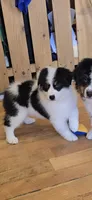 Moxie, a female Australian Shepherd for sale in Divide, CO – 8 of 10