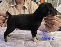 Male 2, a male Rat Terrier for sale in Divide, CO – 2 of 3