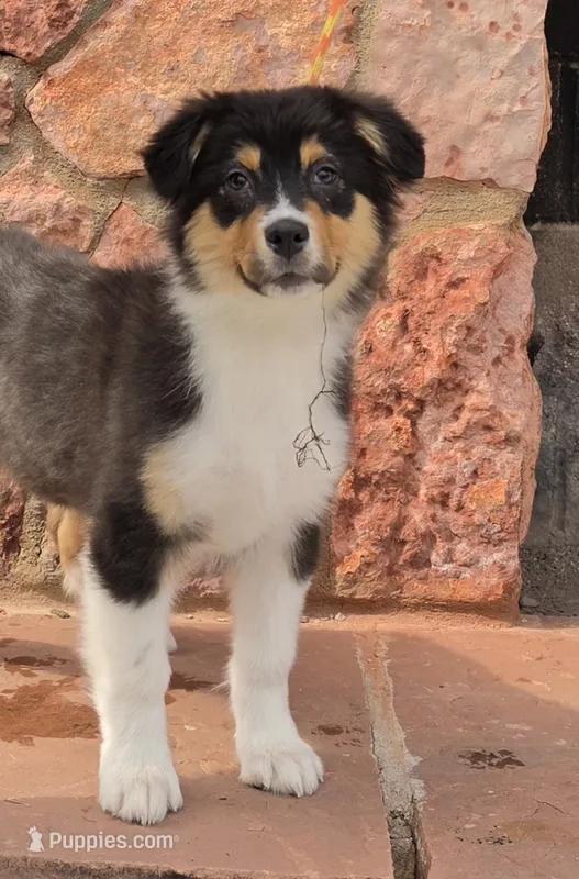 Menta – Australian Shepherd puppy for sale in Divide, CO