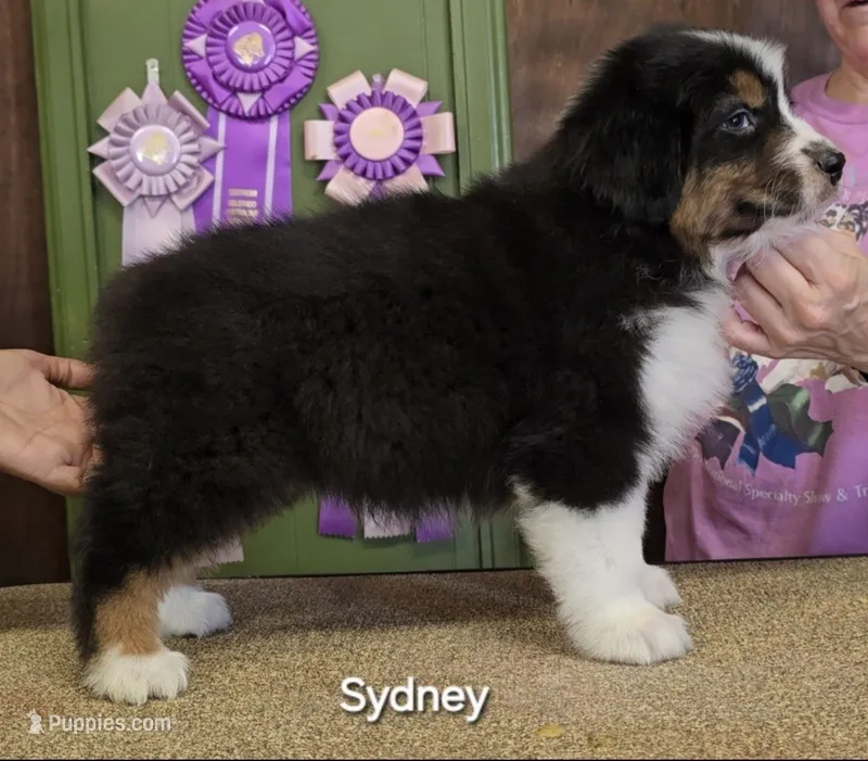 Sidney – Australian Shepherd puppy for sale in Divide, CO