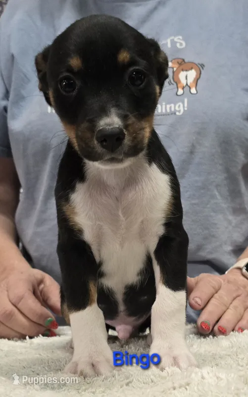 Bingo – Rat Terrier puppy for sale in Divide, CO