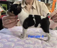 Female 4, a female Rat Terrier for sale in Divide, CO – 2 of 3