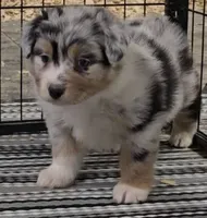 Austin, a male Australian Shepherd for sale in Divide, CO – 3 of 4