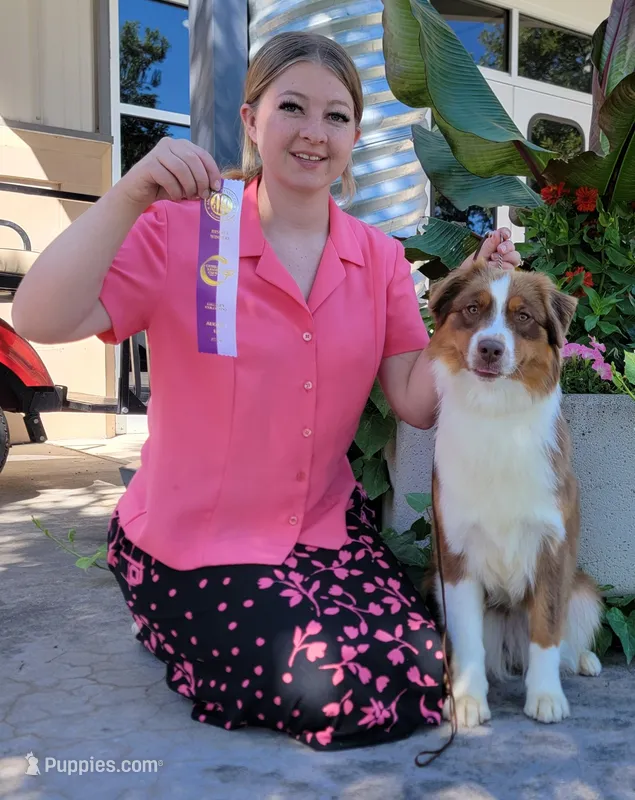 Risky – Australian Shepherd puppy for sale in Divide, CO