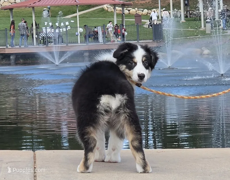 Mollie – Australian Shepherd puppy for sale in Divide, CO