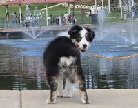 Mollie, a female Australian Shepherd for sale in Divide, CO – 1 of 5