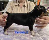Female 2, a female Rat Terrier for sale in Divide, CO – 1 of 3