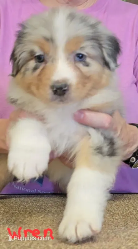 Wren – Australian Shepherd puppy for sale in Divide, CO