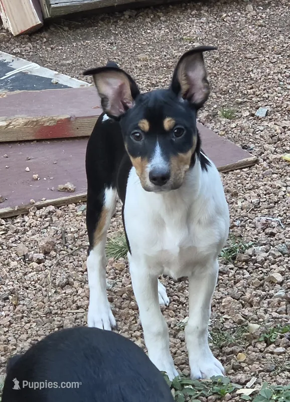 Male 4 – Rat Terrier puppy for sale in Divide, CO