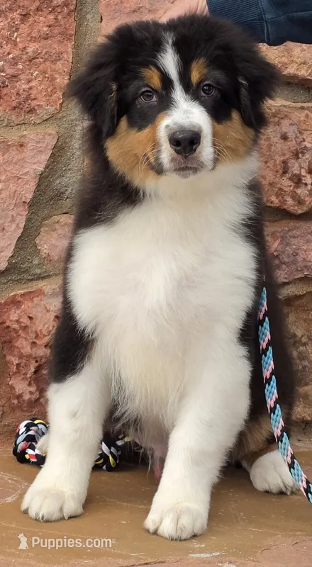 Sidney – Australian Shepherd puppy for sale in Divide, CO