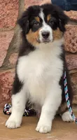 Sidney, a male Australian Shepherd for sale in Divide, CO – 1 of 5