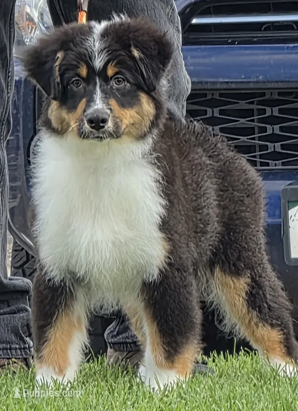Charlotte – Australian Shepherd puppy for sale in Divide, CO