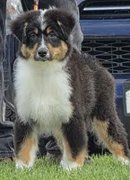 Charlotte, a female Australian Shepherd for sale in Divide, CO – 1 of 2