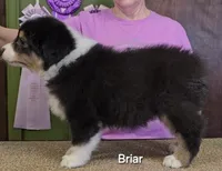 Briar, a female Australian Shepherd for sale in Divide, CO – 2 of 3
