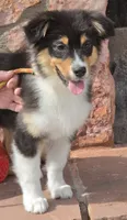 Menta, a female Australian Shepherd for sale in Divide, CO – 3 of 8