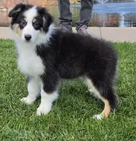 Mollie, a female Australian Shepherd for sale in Divide, CO – 2 of 5