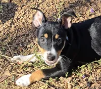 Female 3, a female Rat Terrier for sale in Divide, CO – 7 of 10