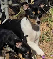 Male 4, a male Rat Terrier for sale in Divide, CO – 5 of 10