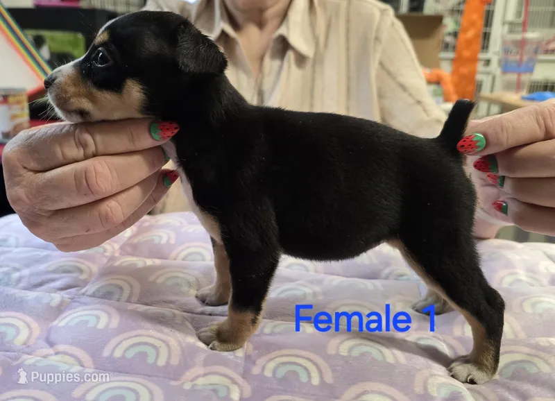 Female 1 – Rat Terrier puppy for sale in Divide, CO