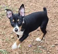 Female 3, a female Rat Terrier for sale in Divide, CO – 6 of 10