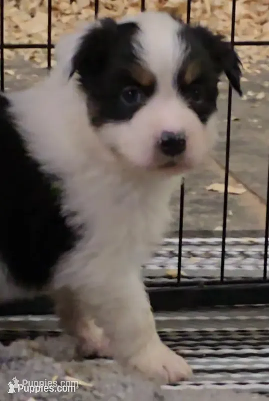 Moxie – Australian Shepherd puppy for sale in Divide, CO
