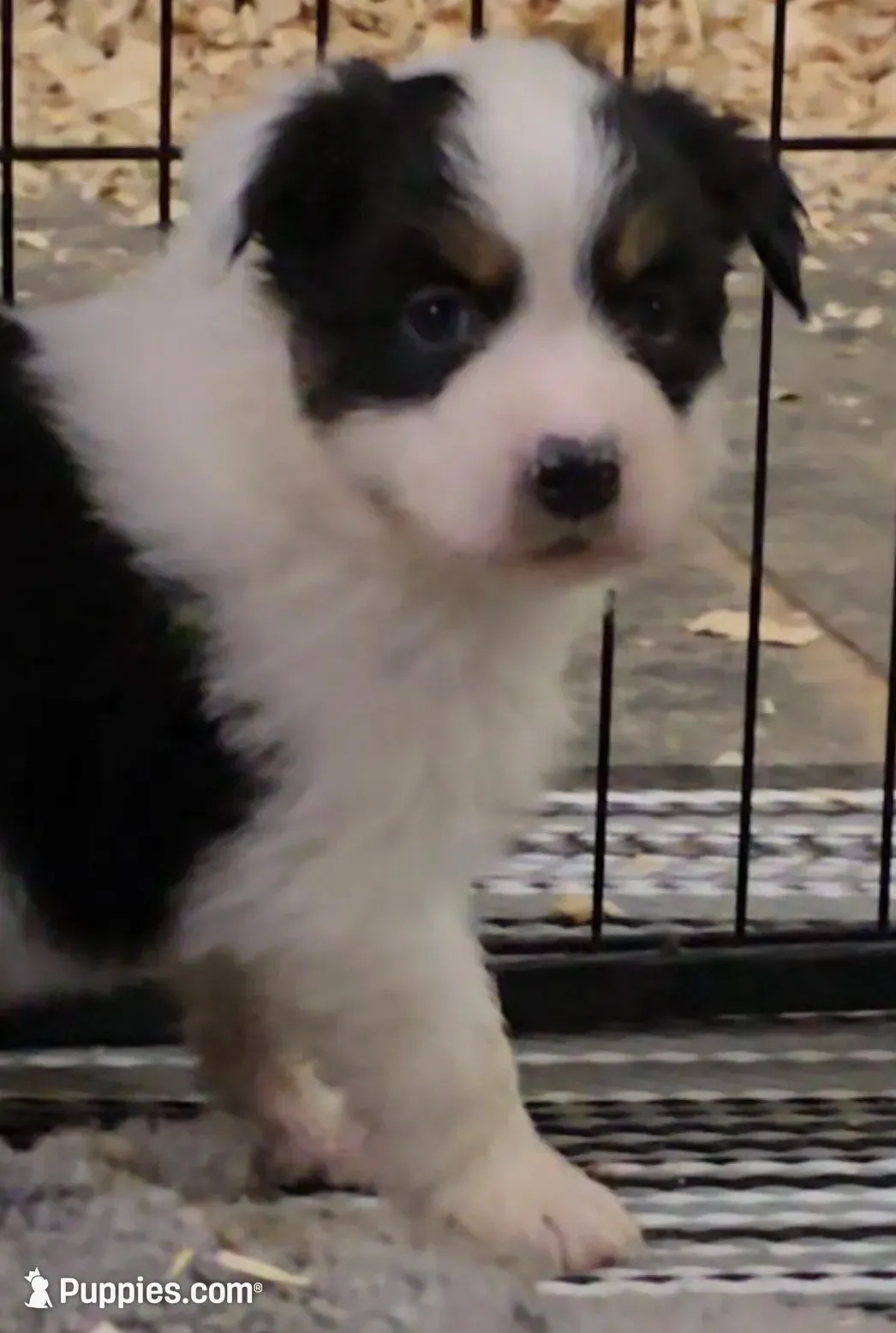 Moxie, a female Australian Shepherd for sale in Divide, CO – 1 of 10