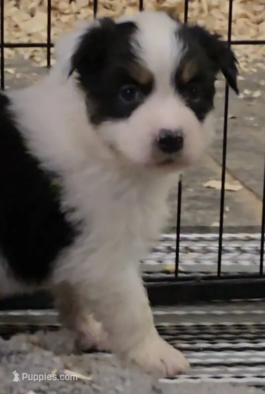 Moxie – Australian Shepherd puppy for sale in Divide, CO