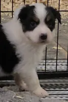 Moxie, a female Australian Shepherd for sale in Divide, CO – 1 of 5