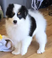 Moxie, a female Australian Shepherd for sale in Divide, CO – 7 of 10