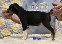 Bingo, a male Rat Terrier for sale in Divide, CO – 2 of 6